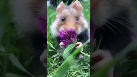 Cute Animals ❤