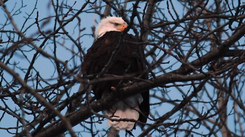 Just a random Bald Eagle 4K Video 2:40 long