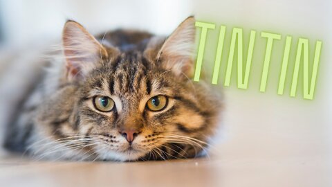 See Tintin (Cat) Climb🐈🤣