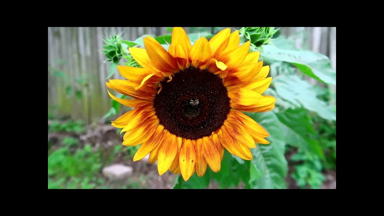 The Elizabethtown Fair - A Week In My Life - Watching Storms - Bee On A Sun Flower
