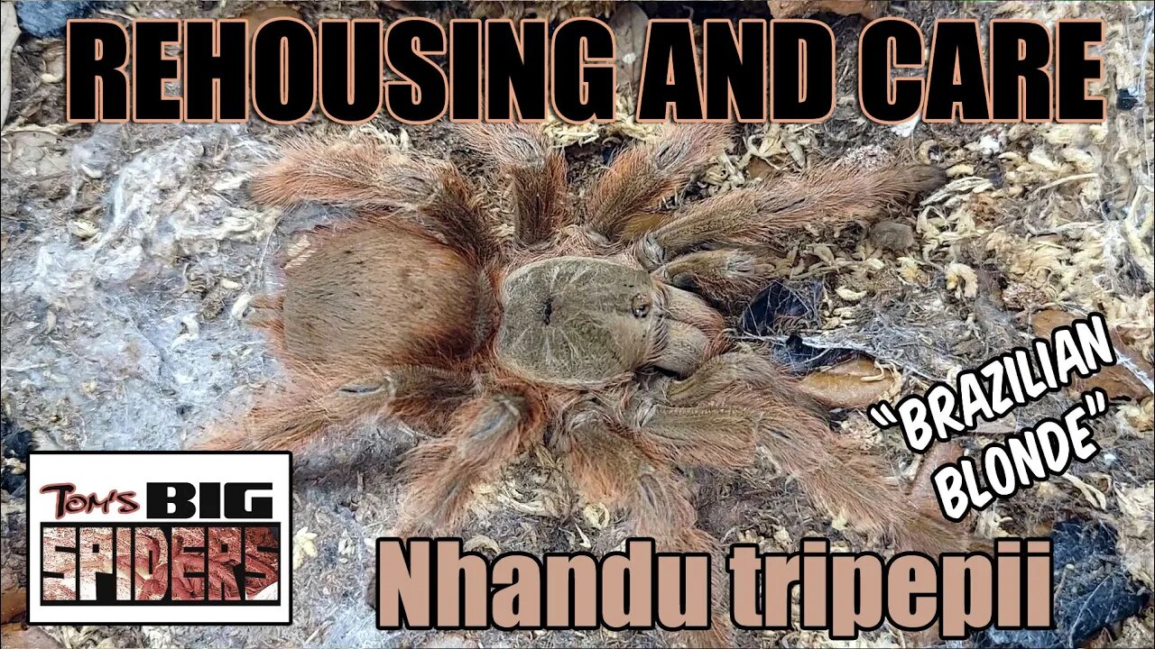 Nhandu tripepii "Brazilian Blonde" Rehouse and Care