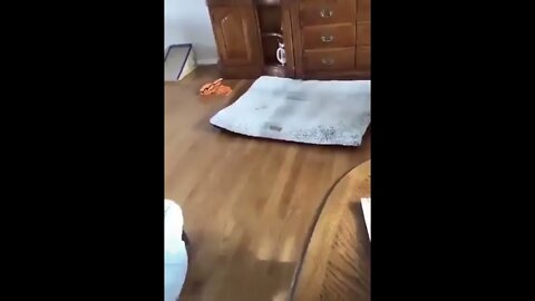 If I fit I sit..🐕🐾🛏️😅