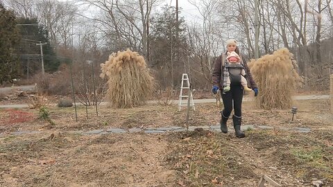 Harvesting Carrots in January 2024