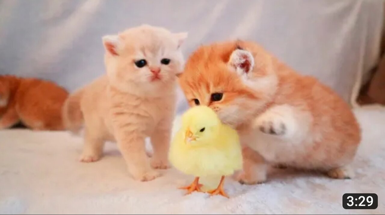 Kittens walk with a tiny chicken