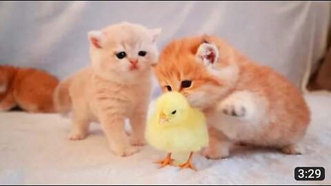 Kittens walk with a tiny chicken