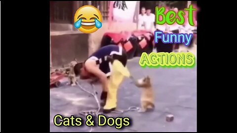 Best Funny Cats and Dogs Videos - Funniest Animals Videos #funny #animals