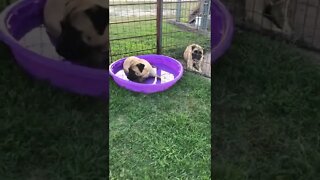 LonelyCreek Stephy. Boring video of bullmastiff in pool 😂