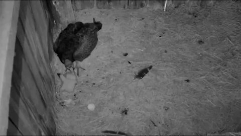 Missouri Turkey Vulture- Here comes Daddy for breakfast! 5-30-21