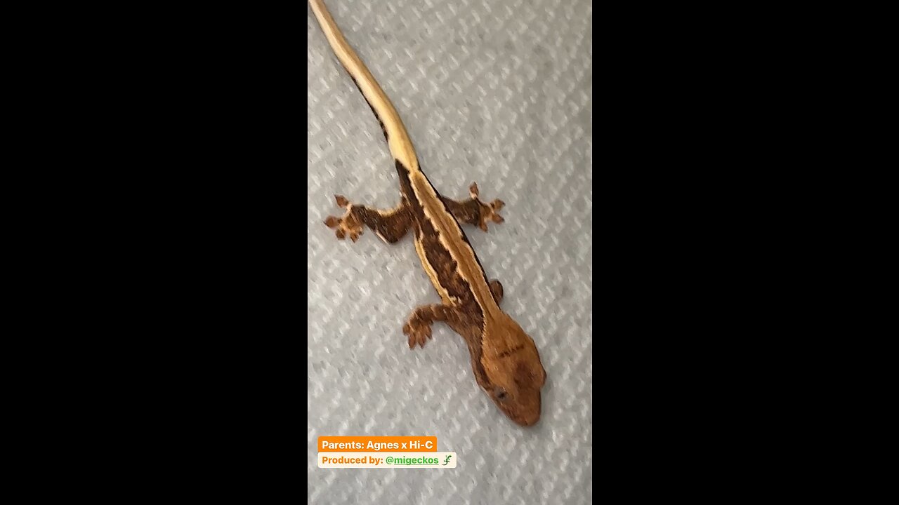 Crested Gecko Breeder Lifestyle 🦎🫶🏽✨