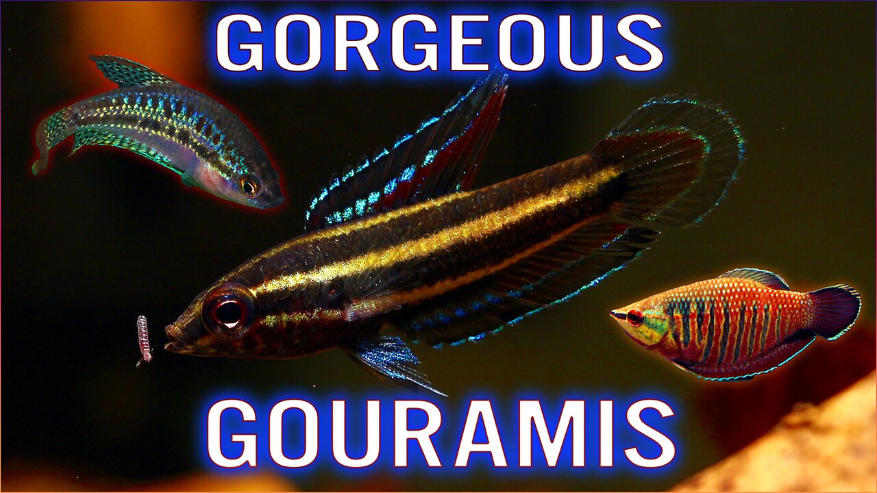 12 Beautiful Gourami Fish for Your Aquarium