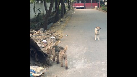 Oscar Scared Stray Dog Away