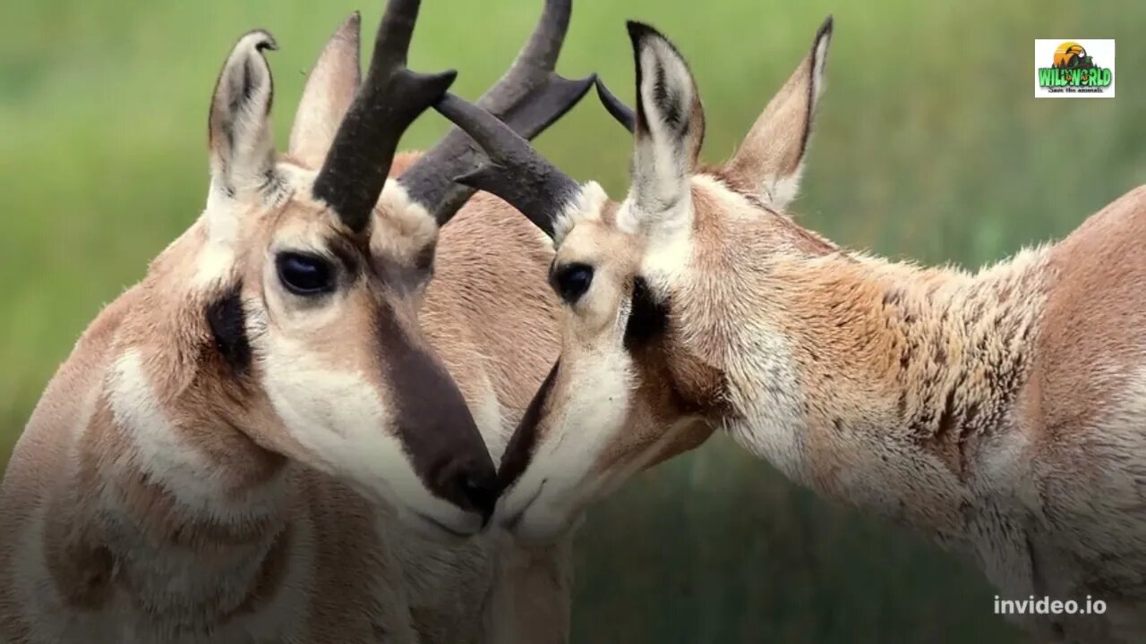 Pronghorn