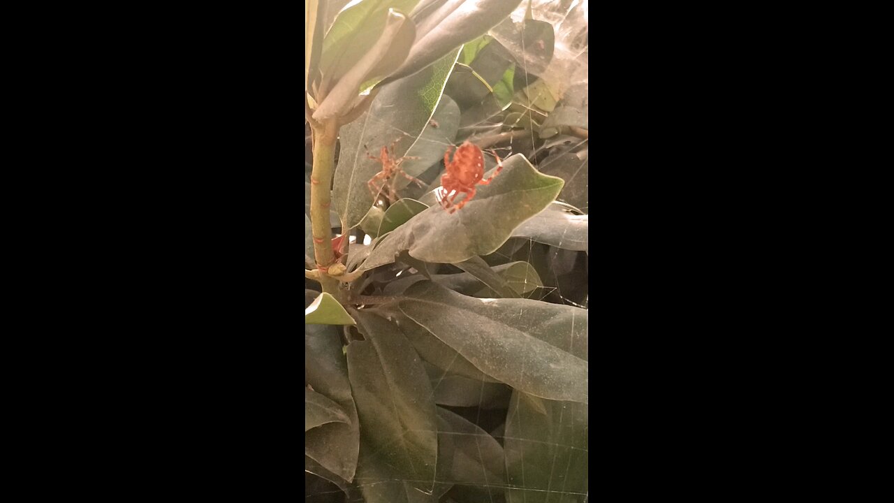 spiders mating