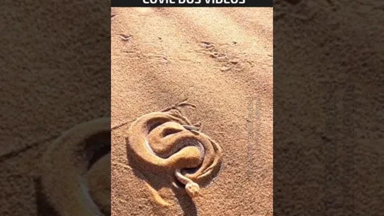 olha como as cobras fazem para se esconder na areia