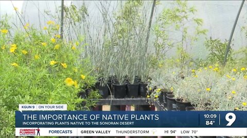 The importance of native plants