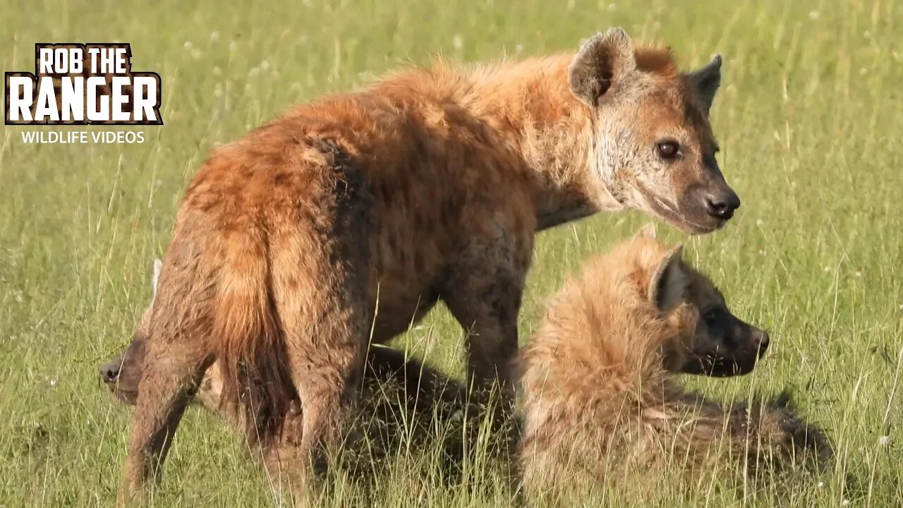 Hyenas And Buffalo In Afternoon Sun | Maasai Mara Safari | Zebra Plains