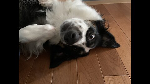 Funny doggy and kitty players