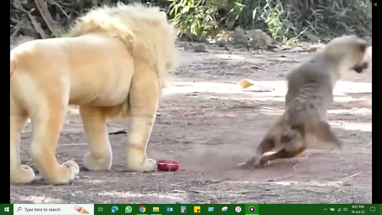 Dog Prank, fake Lion, Fake Tiger Prank To dogs