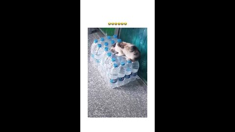 kitten falling into bottle bag