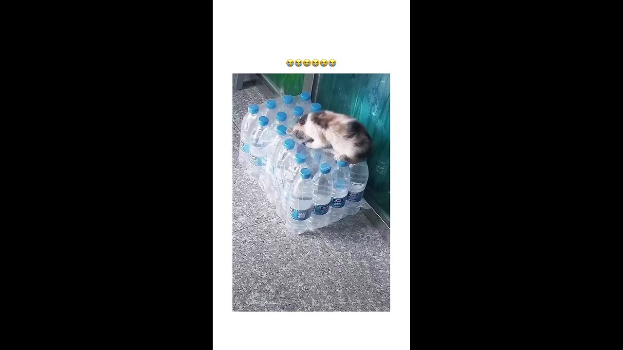 kitten falling into bottle bag