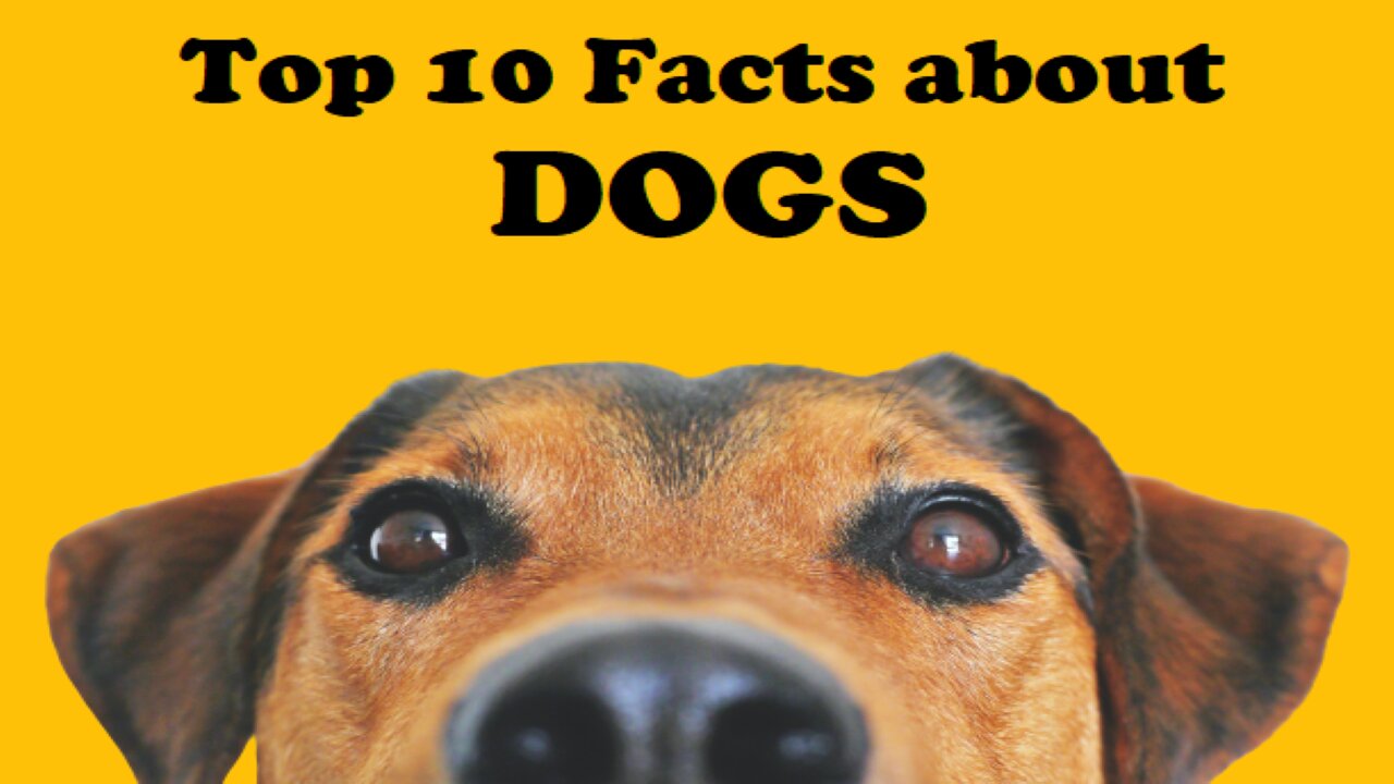 TOP 10 FACTS ABOUT DOGS!