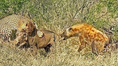 1 Warthog Fights off Leopard and 5 Hyenas