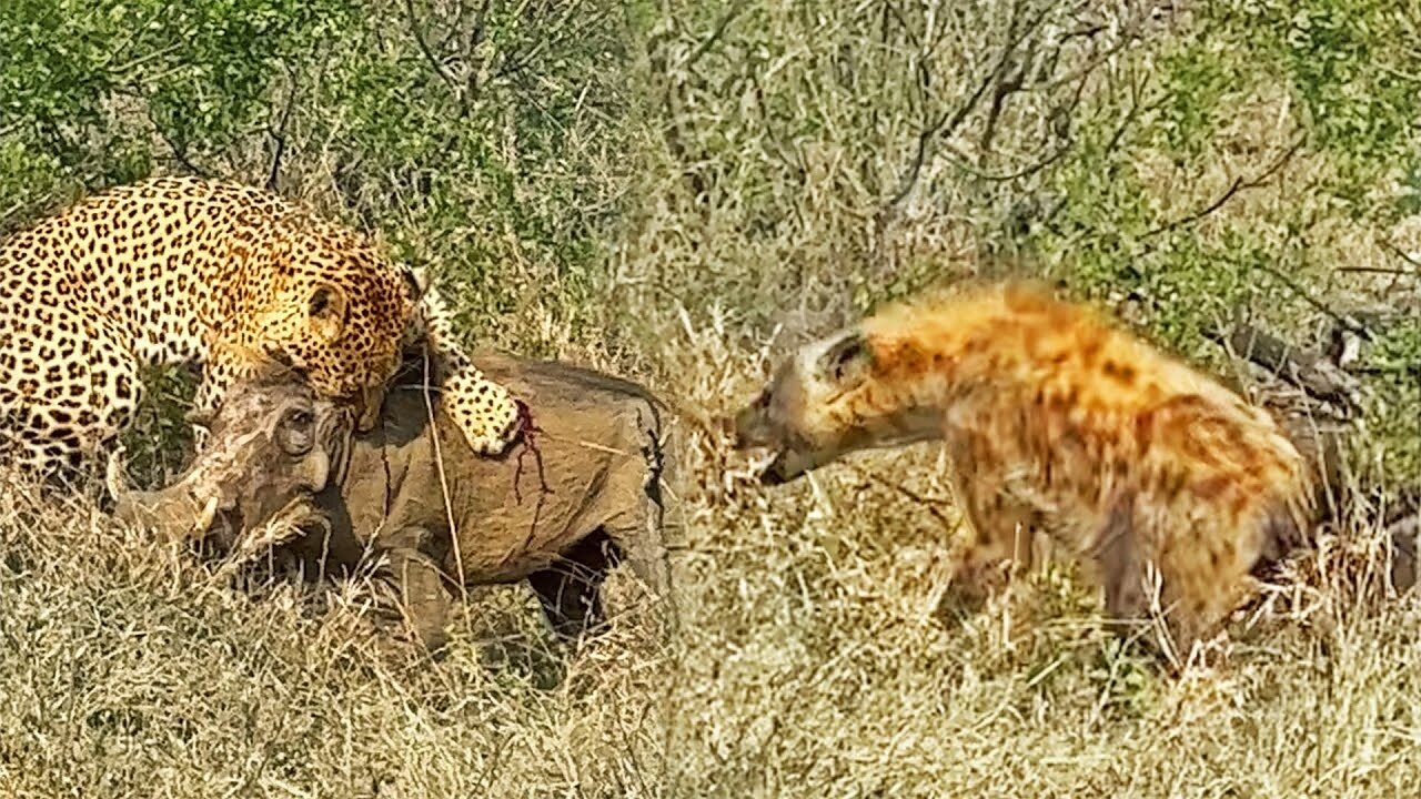 1 Warthog Fights off Leopard and 5 Hyenas