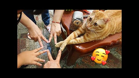 Best Funny Cat Videos That Will Make Your Day Better 😂😹