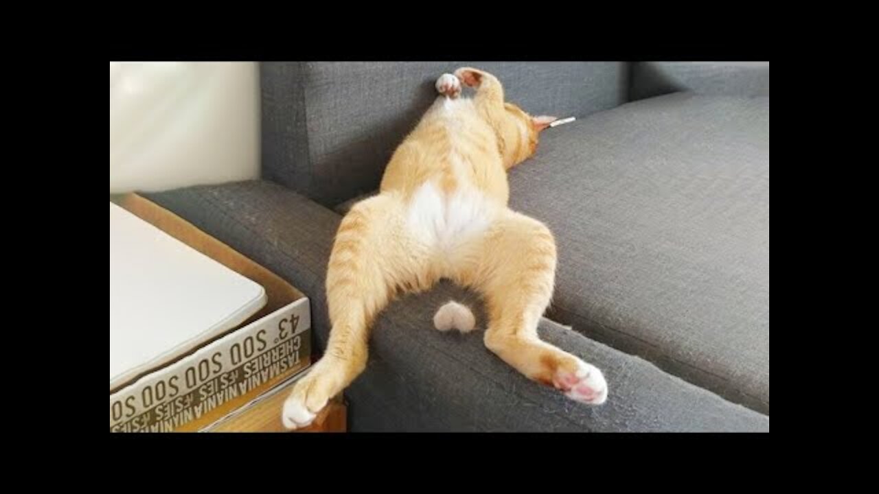 Cute And Funny Pets Try Not To Laugh To These Pets Compilation 16 @anupctg