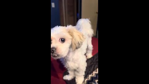 cute dog comedy