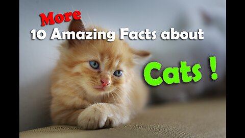 10 More Amazing Facts about Cats