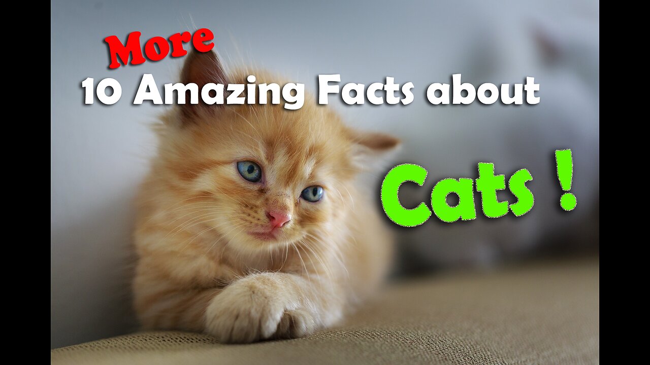 10 More Amazing Facts about Cats