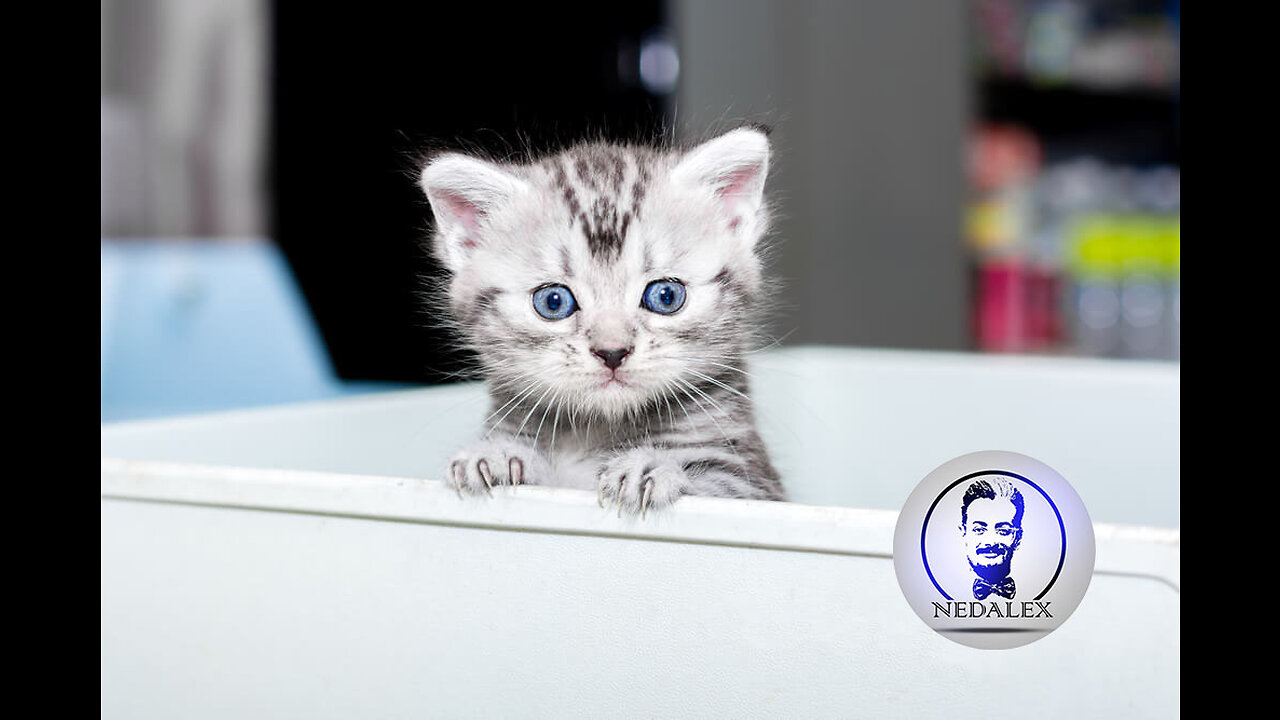 Baby Kittens Climbing Stairs