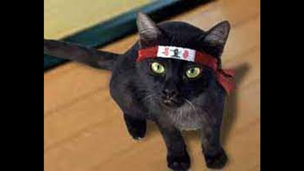 TOP 10 MOST AMAZING CAT NINJA VIDEOS