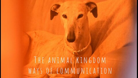 The animal kingdom, ways of communication and a scanner of human emotionality