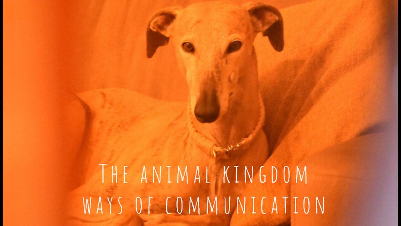 The animal kingdom, ways of communication and a scanner of human emotionality