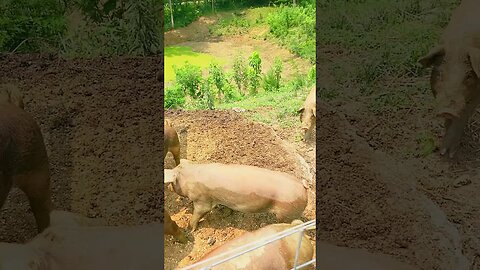 Curious Little Pigs @UncleTimsFarm #kärnəvór #carnivore #shorts #hereford #freerangepigs
