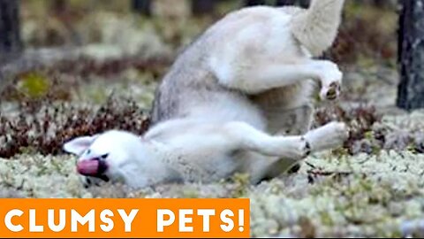 Funniest Clumsy Pet Fails Ever 2018 | Funny Pet Videos