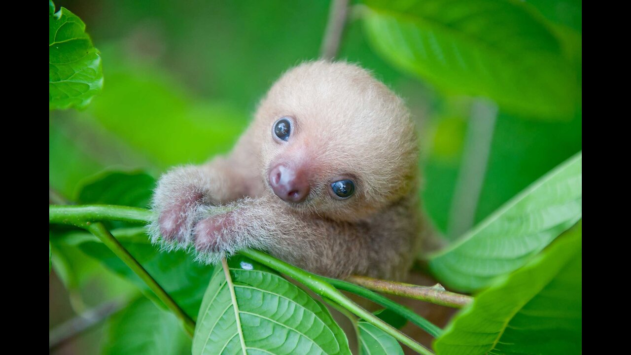 Baby Sloth making adorable sounds