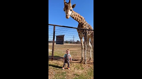 Giraffe ply with cute baby