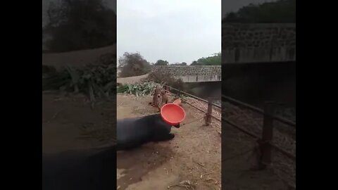 Buffalo Impresses Cow