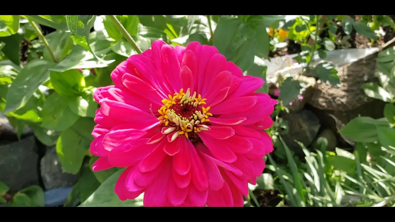 butterfly and zinnia