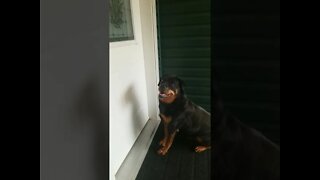 Rottweiler Can I Come In? 😍💖💜💛 #Shorts #rottweiler