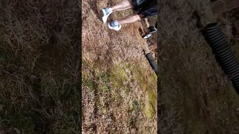 K Litter- 1 Day Shy Of 6 Wks Old(3)