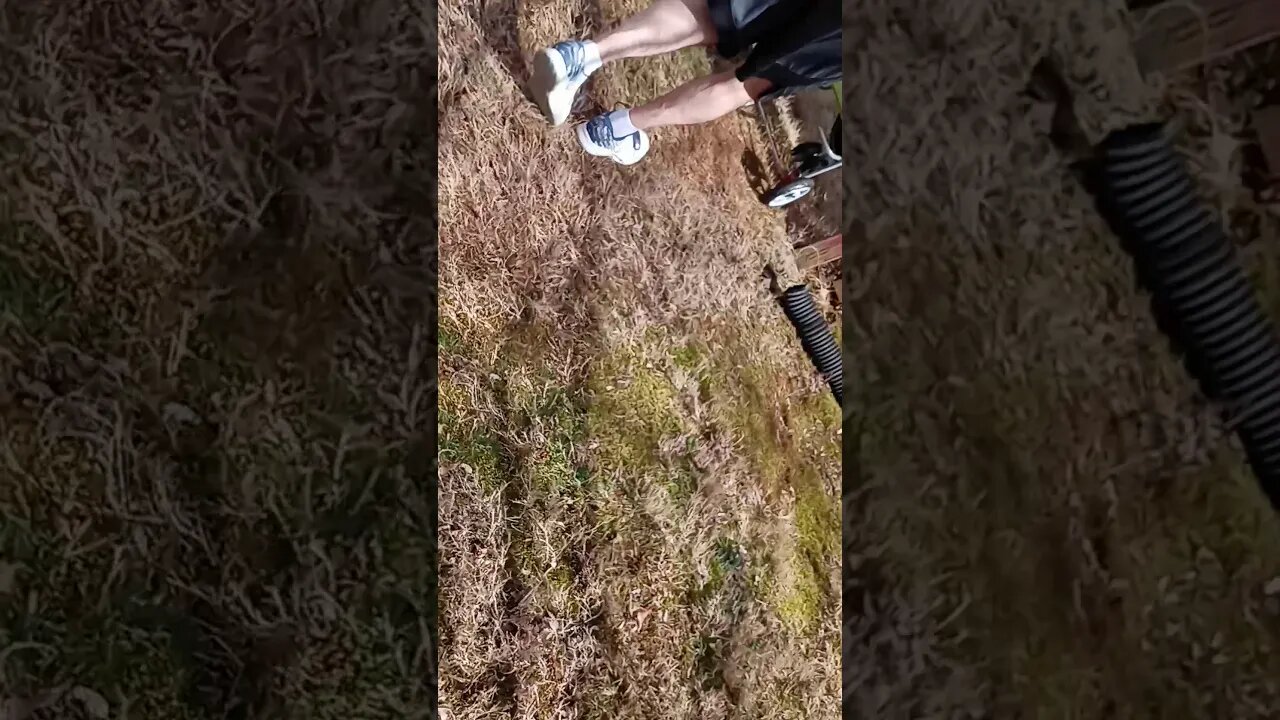 K Litter- 1 Day Shy Of 6 Wks Old(3)