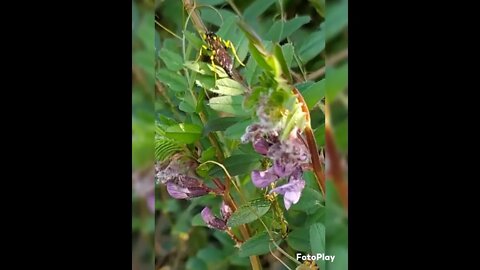 Black and yellow ichneumon wasp