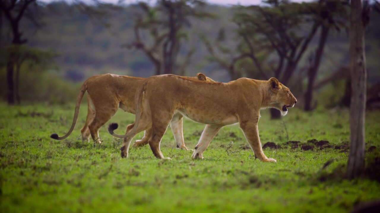 Two powerful tigers walking in the nature code