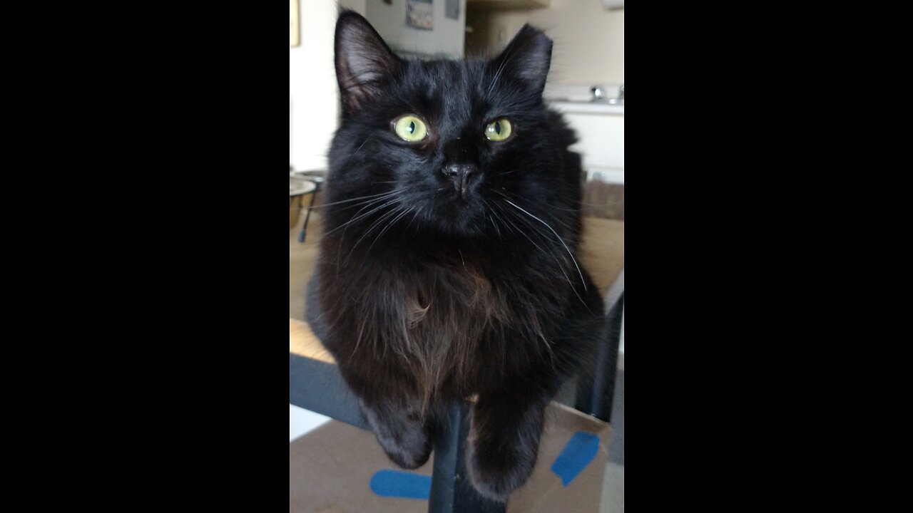 Teddy (Theodore White Whisker) Tunnel Meditation