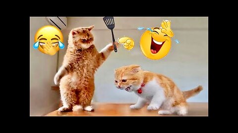 WORLD BEST FUNNIEST🤣 Dog vs men 🤣 funny video> Don't Try Laughing 🤣 clips