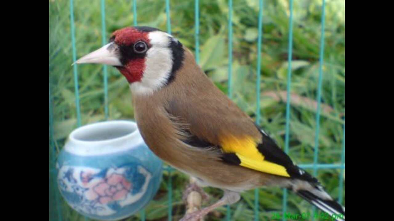 Listen to this angelic tweet from the goldfinch